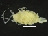  ( - ZMBN_126401)  @11 [ ] CreativeCommons - Attribution Non-Commercial Share-Alike (2019) University of Bergen Natural History Collections