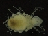  ( - ZMBN_126409)  @11 [ ] CreativeCommons - Attribution Non-Commercial Share-Alike (2019) University of Bergen Natural History Collections