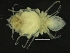  ( - ZMBN_126409)  @11 [ ] CreativeCommons - Attribution Non-Commercial Share-Alike (2019) University of Bergen Natural History Collections