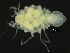  ( - ZMBN_126410)  @11 [ ] CreativeCommons - Attribution Non-Commercial Share-Alike (2019) University of Bergen Natural History Collections