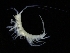  ( - ZMBN_126435)  @11 [ ] CreativeCommons - Attribution Non-Commercial Share-Alike (2019) University of Bergen Natural History Collections