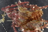  ( - ZMBN_130435)  @11 [ ] CreativeCommons - Attribution Non-Commercial Share-Alike (2019) University of Bergen Natural History Collections