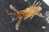  ( - ZMBN_130435)  @11 [ ] CreativeCommons - Attribution Non-Commercial Share-Alike (2019) University of Bergen Natural History Collections