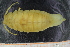  ( - ZMBN_130458)  @11 [ ] CreativeCommons - Attribution Non-Commercial Share-Alike (2019) University of Bergen Natural History Collections