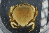  ( - ZMBN_98407)  @11 [ ] CreativeCommons - Attribution Non-Commercial Share-Alike (2015) University of Bergen University of Bergen, Natural History Collection