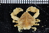  ( - ZMBN_98408)  @14 [ ] CreativeCommons - Attribution Non-Commercial Share-Alike (2015) University of Bergen University of Bergen, Natural History Collection