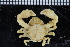  ( - ZMBN_98408)  @13 [ ] CreativeCommons - Attribution Non-Commercial Share-Alike (2015) University of Bergen University of Bergen, Natural History Collection