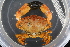  (Xantho pilipes - ZMBN_98431)  @14 [ ] CreativeCommons - Attribution Non-Commercial Share-Alike (2015) University of Bergen University of Bergen, Natural History Collection