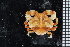  (Ebalia sp - ZMBN_98451)  @14 [ ] CreativeCommons - Attribution Non-Commercial Share-Alike (2015) University of Bergen University of Bergen, Natural History Collection