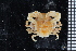  ( - ZMBN_98451)  @13 [ ] CreativeCommons - Attribution Non-Commercial Share-Alike (2015) University of Bergen University of Bergen, Natural History Collection