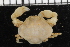  ( - ZMBN_98452)  @14 [ ] CreativeCommons - Attribution Non-Commercial Share-Alike (2015) University of Bergen University of Bergen, Natural History Collection