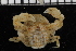  ( - ZMBN_98452)  @14 [ ] CreativeCommons - Attribution Non-Commercial Share-Alike (2015) University of Bergen University of Bergen, Natural History Collection