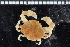  ( - ZMBN_98453)  @14 [ ] CreativeCommons - Attribution Non-Commercial Share-Alike (2015) University of Bergen University of Bergen, Natural History Collection