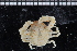  ( - ZMBN_98453)  @13 [ ] CreativeCommons - Attribution Non-Commercial Share-Alike (2015) University of Bergen University of Bergen, Natural History Collection