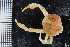  ( - ZMBN_98454)  @11 [ ] CreativeCommons - Attribution Non-Commercial Share-Alike (2015) University of Bergen University of Bergen, Natural History Collection