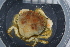  ( - ZMBN_98455)  @11 [ ] CreativeCommons - Attribution Non-Commercial Share-Alike (2015) University of Bergen University of Bergen, Natural History Collection