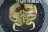  ( - ZMBN_98455)  @11 [ ] CreativeCommons - Attribution Non-Commercial Share-Alike (2015) University of Bergen University of Bergen, Natural History Collection