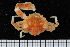  ( - ZMBN_98468)  @13 [ ] CreativeCommons - Attribution Non-Commercial Share-Alike (2015) University of Bergen University of Bergen, Natural History Collection