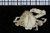  ( - ZMBN_98468)  @12 [ ] CreativeCommons - Attribution Non-Commercial Share-Alike (2015) University of Bergen University of Bergen, Natural History Collection
