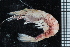  (Philocheras - ZMBN_98499)  @14 [ ] CreativeCommons - Attribution Non-Commercial Share-Alike (2015) University of Bergen University of Bergen, Natural History Collection