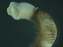  (Glycera tesselata - PGC00022)  @13 [ ] CreativeCommons - Attribution Non-Commercial Share-Alike  creativecommons Unspecified