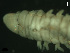  (Tainokia - PGC00078)  @11 [ ] CreativeCommons - Attribution Share-Alike (2019) Unspecified Universidade de Aveiro, Centro de Estudos do Ambiente e do Mar