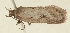  (Exaeretia sp - TLMF Lep 23211)  @11 [ ] CreativeCommons - Attribution Non-Commercial Share-Alike (2017) Peter Buchner Tiroler Landesmuseum