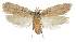 (Depressaria schaidurovi - MFN-29197-H10)  @11 [ ] CreativeCommons - Attribution Non-Commercial Share-Alike (2018) Peter Buchner Tiroler Landesmuseum