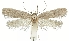  (Depressaria platytaeniella - NHMW2.Lep. 0017)  @11 [ ] CreativeCommons - Attribution Non-Commercial Share-Alike (2016) Peter Buchner Tiroler Landesmuseum