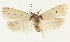  (Exaeretia stramentella - NHMW2.Lep. 0024)  @11 [ ] CreativeCommons - Attribution Non-Commercial Share-Alike (2016) Peter Buchner Tiroler Landesmuseum