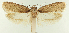  (Depressaria ivinskisi - NHMW2.Lep. 0038)  @11 [ ] CreativeCommons - Attribution Non-Commercial Share-Alike (2016) Peter Buchner Tiroler Landesmuseum