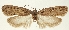  (Depressaria pyrenaella - NHMW2.Lep. 0076)  @11 [ ] CreativeCommons - Attribution Non-Commercial Share-Alike (2018) Peter Buchner Tiroler Landesmuseum
