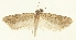 (Exaeretia remotella - SMNK-29134-F03)  @11 [ ] CreativeCommons - Attribution Non-Commercial Share-Alike (2016) Peter Buchner Tiroler Landesmuseum