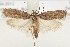  (Depressaria bupleurella - TLMF Lep 21937)  @13 [ ] CreativeCommons - Attribution Non-Commercial Share-Alike (2017) Peter Buchner Tiroler Landesmuseum