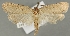  (Exaeretia ledereri - TLMF Lep 21951)  @14 [ ] CreativeCommons - Attribution Non-Commercial Share-Alike (2017) Peter Buchner Tiroler Landesmuseum