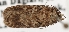  ( - TLMF Lep 21955)  @12 [ ] CreativeCommons - Attribution Non-Commercial Share-Alike (2017) Peter Buchner Tiroler Landesmuseum