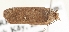  ( - TLMF Lep 21989)  @13 [ ] CreativeCommons - Attribution Non-Commercial Share-Alike (2017) Peter Buchner Tiroler Landesmuseum