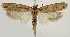  ( - TLMF Lep 22025)  @11 [ ] CreativeCommons - Attribution Non-Commercial Share-Alike (2017) Peter Buchner Tiroler Landesmuseum
