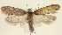  ( - TLMF Lep 23264)  @11 [ ] CreativeCommons - Attribution Non-Commercial Share-Alike (2018) Peter Buchner Tiroler Landesmuseum