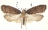  (Depressaria paraleucocephala - TLMF Lep 23280)  @11 [ ] CreativeCommons - Attribution Non-Commercial Share-Alike (2018) Peter Buchner Tiroler Landesmuseum