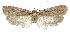  (Depressaria erzurumella - TLMF Lep 23284)  @11 [ ] CreativeCommons - Attribution Non-Commercial Share-Alike (2018) Peter Buchner Tiroler Landesmuseum