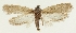  ( - TLMF Lep 23327)  @11 [ ] CreativeCommons - Attribution Non-Commercial Share-Alike (2018) Peter Buchner Tiroler Landesmuseum