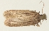  ( - TLMF Lep 23381)  @11 [ ] CreativeCommons - Attribution Non-Commercial Share-Alike (2018) Peter Buchner Tiroler Landesmuseum