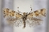  ( - TLMF Lep 23398)  @11 [ ] CreativeCommons - Attribution Non-Commercial Share-Alike (2018) Peter Buchner Tiroler Landesmuseum