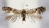  ( - TLMF Lep 23406)  @13 [ ] CreativeCommons - Attribution Non-Commercial Share-Alike (2018) Peter Buchner Tiroler Landesmuseum