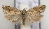  (Pelochrista sp - TLMF Lep 23431)  @13 [ ] CreativeCommons - Attribution Non-Commercial Share-Alike (2018) Peter Buchner Tiroler Landesmuseum