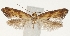  (Epermenia petrusellus - TLMF Lep 23447)  @11 [ ] CreativeCommons - Attribution Non-Commercial Share-Alike (2018) Peter Buchner Tiroler Landesmuseum