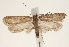  (Depressaria cervicella - TLMF Lep 23457)  @11 [ ] CreativeCommons - Attribution Non-Commercial Share-Alike (2018) Peter Buchner Tiroler Landesmuseum