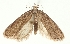  (Depressaria sibirella - TLMF Lep 23458)  @11 [ ] CreativeCommons - Attribution Non-Commercial Share-Alike (2018) Peter Buchner Tiroler Landesmuseum