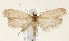  (Depressaria irregularis - TLMF Lep 23461)  @11 [ ] CreativeCommons - Attribution Non-Commercial Share-Alike (2018) Peter Buchner Tiroler Landesmuseum
